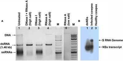Direct Foliar Application of dsRNA Derived From the Full-Length Gene of NSs of Groundnut Bud Necrosis Virus Limits Virus Accumulation and Symptom Expression